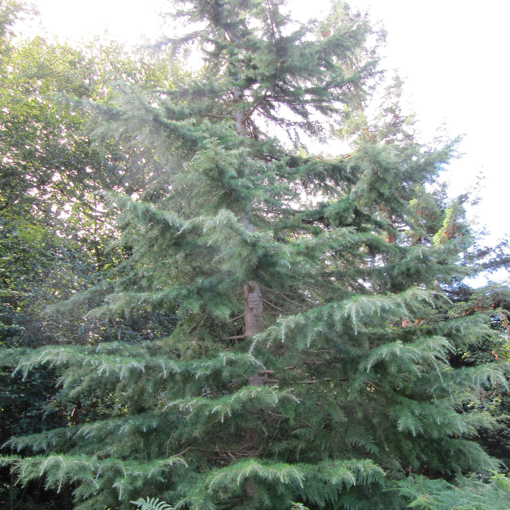 Cedrus deodara 'Blue Ice' ~ Blue Ice Deodar Cedar-ServeScape