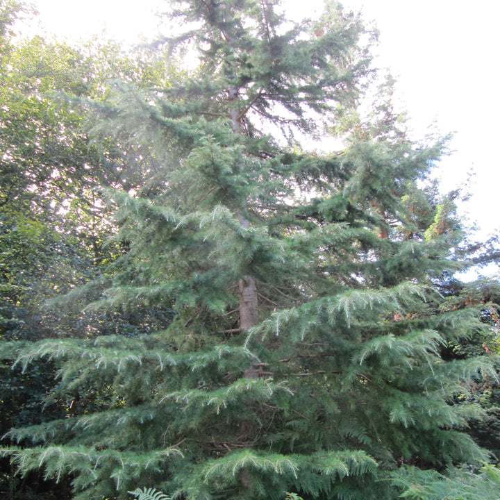 Cedrus deodara 'Blue Ice' ~ Blue Ice Deodar Cedar-ServeScape