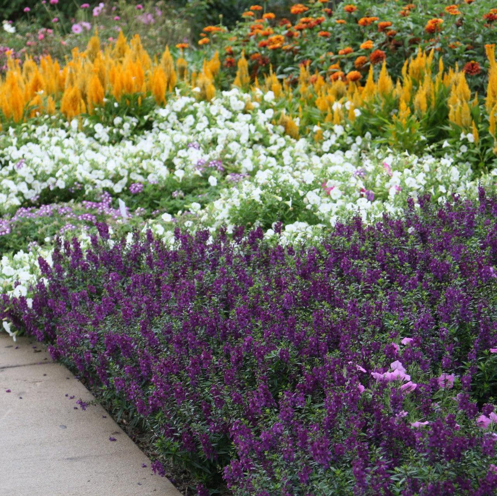 Angelonia angustifolia 'PAS803822' ~ Serenita® Purple Summer Snapdragon-ServeScape