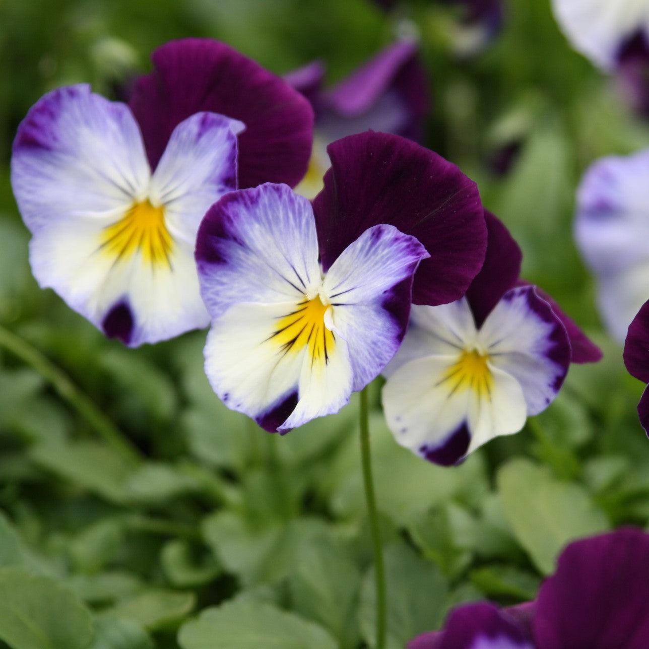 Viola x wittrockiana 'PAS835631' ~ Cool Wave® Violet Wing Pansy-ServeScape