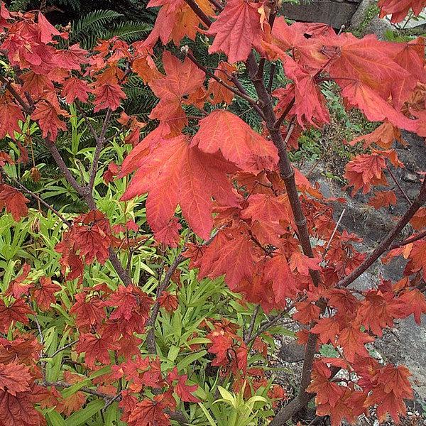 Acer palmatum 'Herbstfeuer' ~ Herbstfeuer Japanese Maple-ServeScape