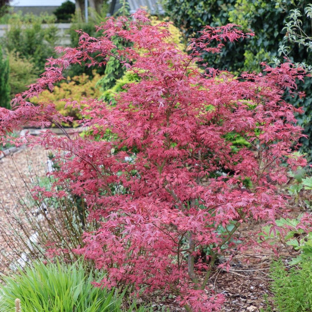 Acer palmatum ‘Shirazz’ ~Shirazz Japanese Maple-ServeScape