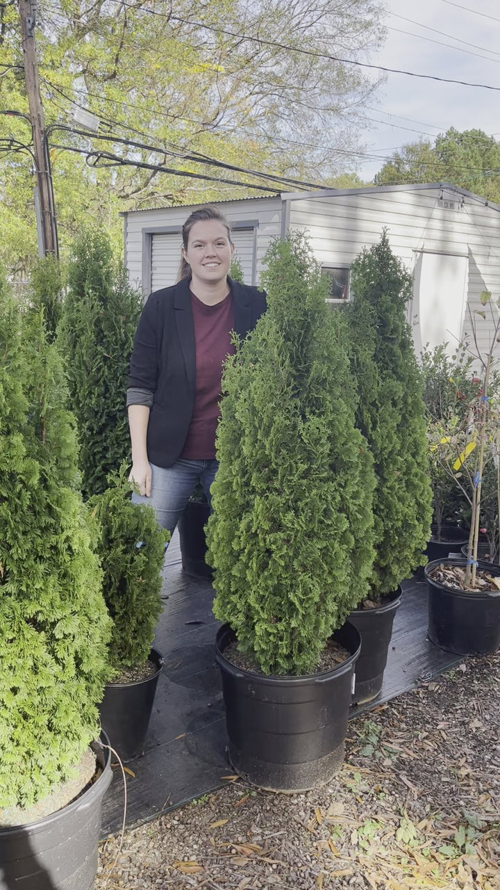 Thuja occidentalis 'DeGroot's Spire' ~ DeGroot's Spire Arborvitae