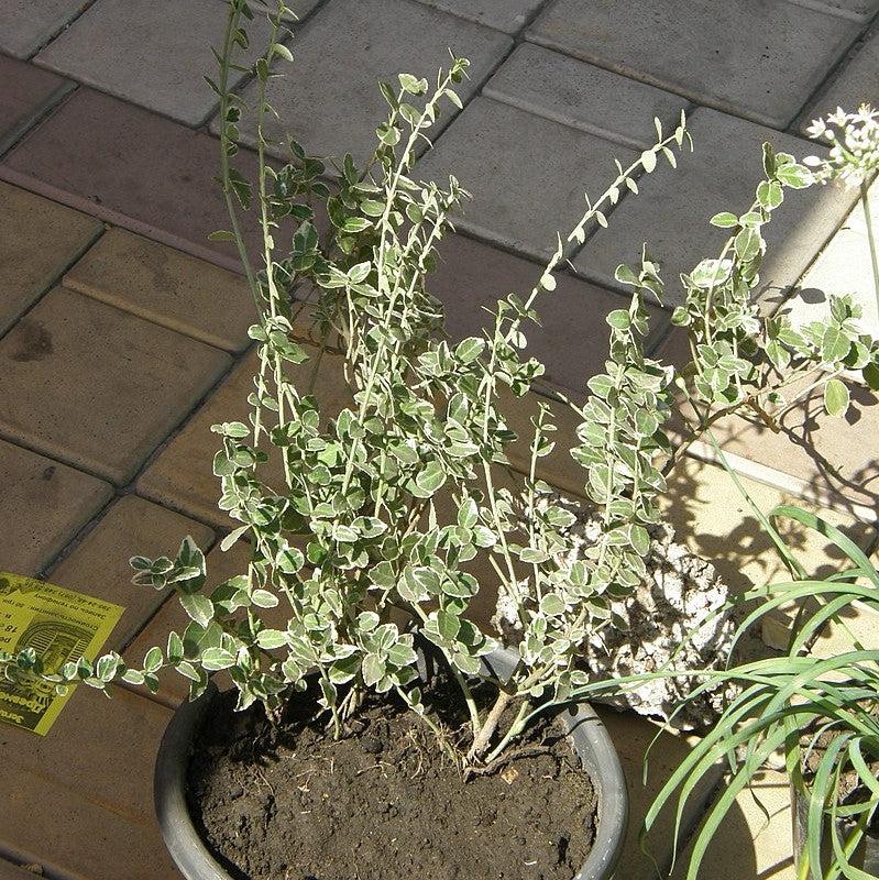Euonymus fortunei 'Ivory Jade' ~ Ivory Jade Wintercreeper-ServeScape