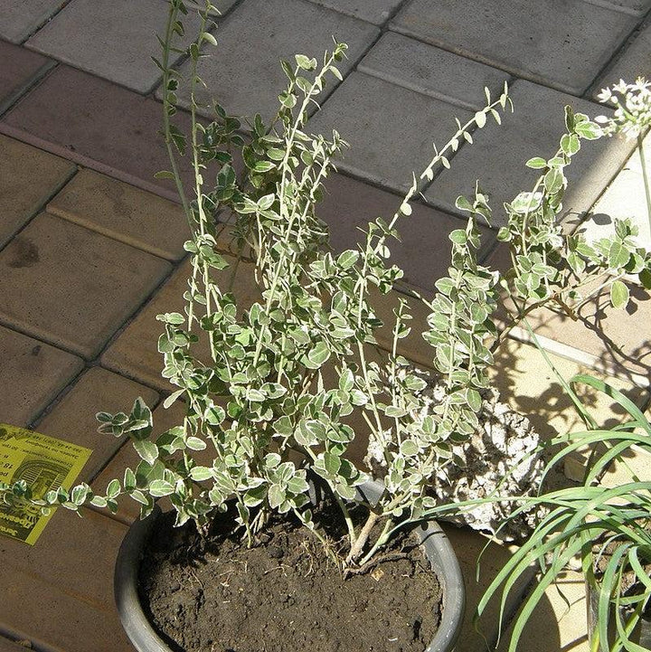 Euonymus fortunei 'Ivory Jade' ~ Ivory Jade Wintercreeper-ServeScape