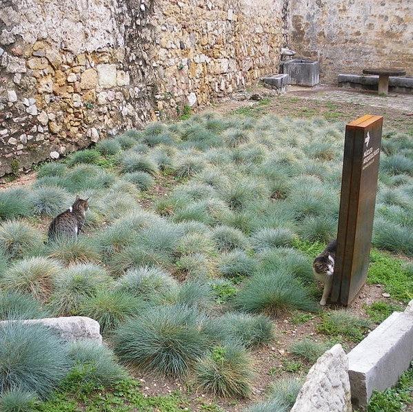 Festuca glauca ~ Blue Fescue-ServeScape