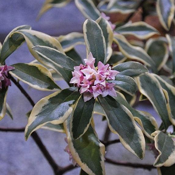 Daphne odora 'Aureomarginata' ~ Gold-Edged Winter Daphne-ServeScape