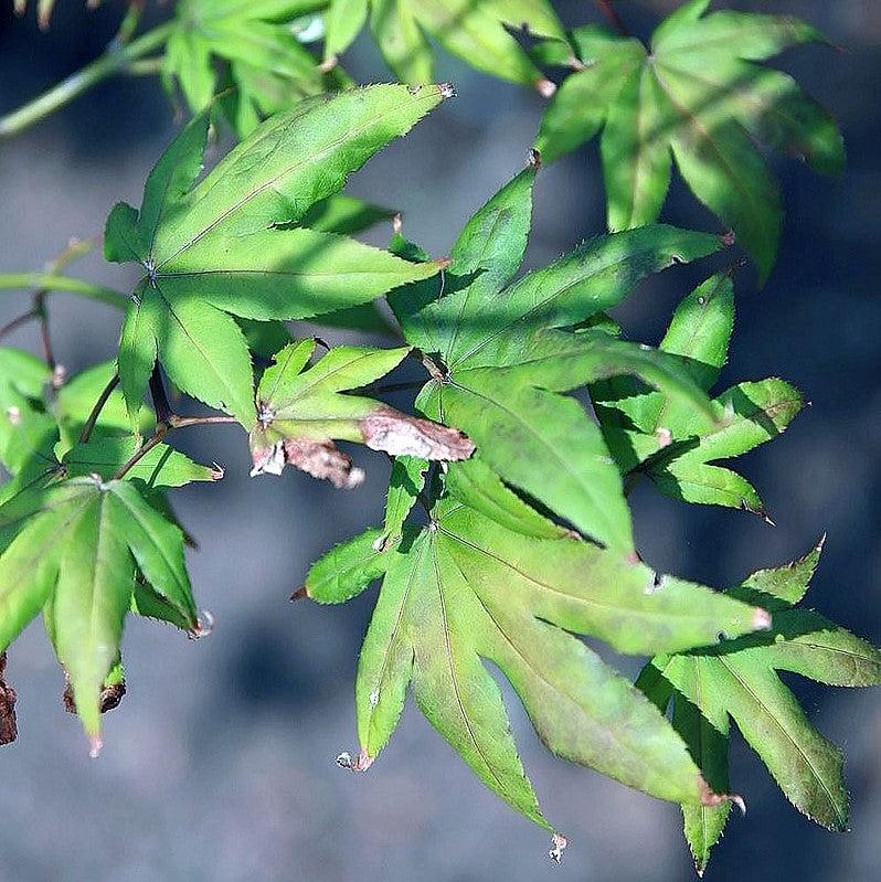 Acer palmatum 'Fireglow' ~ Fireglow Japanese Maple-ServeScape