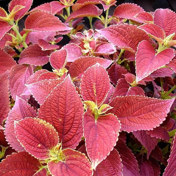 Solenostemon scutellarioides ‘Alabama Sunset’ ~ Alabama Sunset Coleus-ServeScape