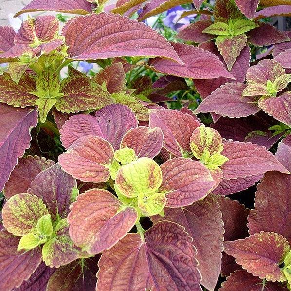 Solenostemon scutellarioides ‘Alabama Sunset’ ~ Alabama Sunset Coleus-ServeScape