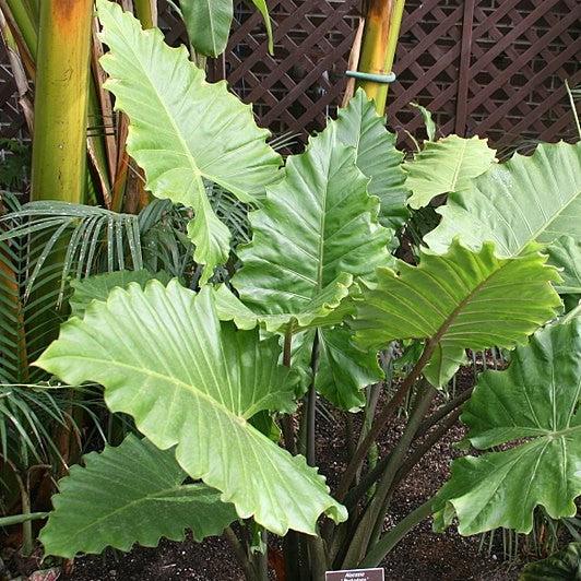 Alocasia 'Portora' ~ Portora Upright Elephant Ear-ServeScape