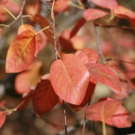 Amelanchier canadensis 'Glenn Form' ~ Rainbow Pillar Serviceberry-ServeScape
