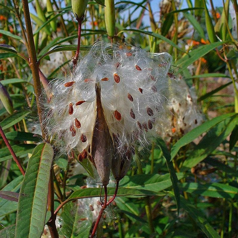 Asclepias curassavica ~ Red Milkweed-ServeScape
