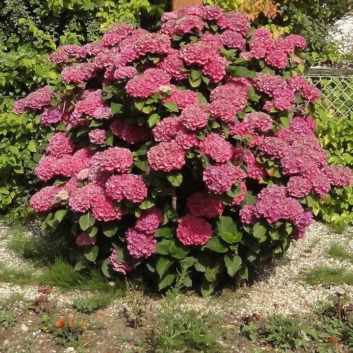 Hydrangea paniculata 'Rendia' ~ Diamond Rouge® Hydrangea-ServeScape
