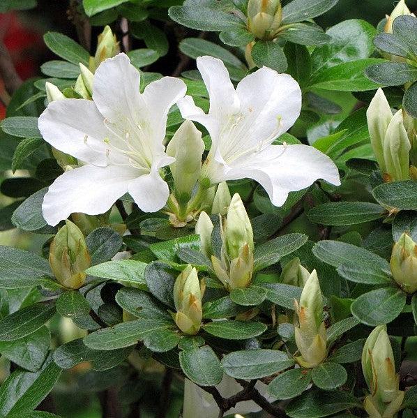 Rhododendron ‘Glacier’ ~'Glacier' Azalea (Glenn Dale hybrid)-ServeScape