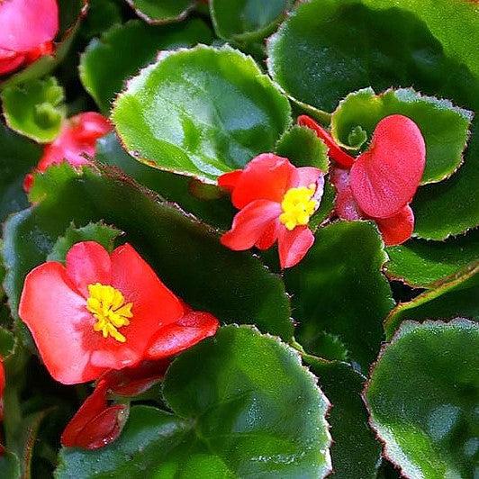 Begonia 'Bronze Leaf Red' ~ Bronze Leaf Red Begonia-ServeScape