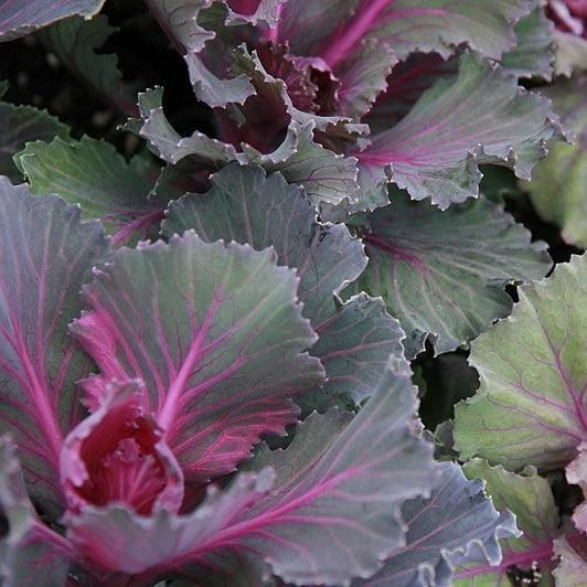 Brassica oleracea (Acephala Group) 'Osaka Red' ~ Osaka Red Ornamental Cabbage-ServeScape