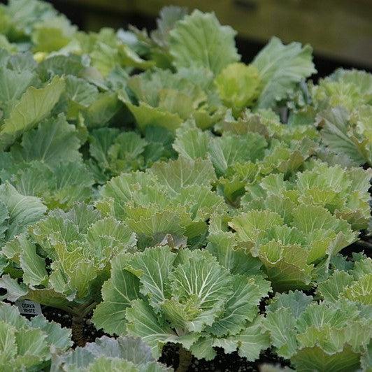 Brassica oleracea (Acephala Group) 'Osaka White' ~ Osaka White Ornamental Cabbage-ServeScape