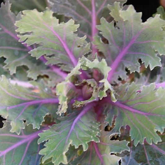 Brassica oleracea 'Coral Queen'~ Coral™ Queen Ornamental Kale-ServeScape