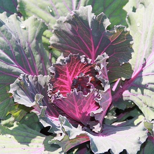 Brassica oleracea (Acephala Group) 'Osaka Red' ~ Osaka Red Ornamental Cabbage-ServeScape