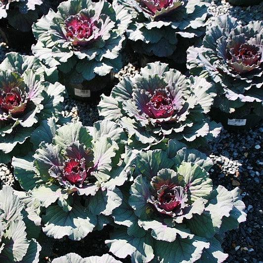 Brassica oleracea (Acephala Group) 'Osaka Red' ~ Osaka Red Ornamental Cabbage-ServeScape