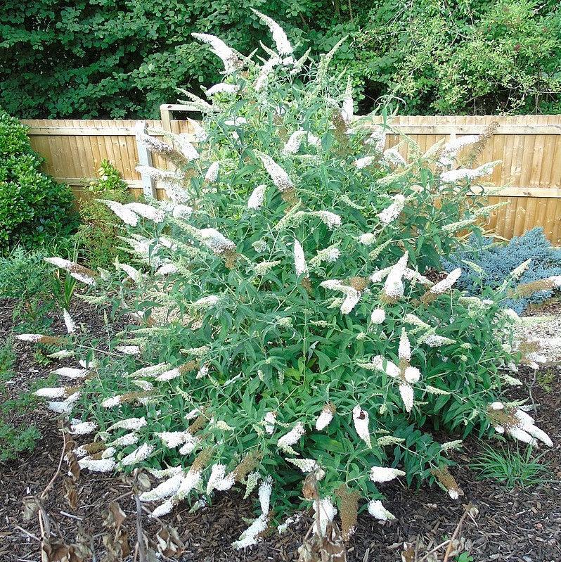Buddleia davidii 'White Profusion' ~ White Profusion Butterfly Bush-ServeScape