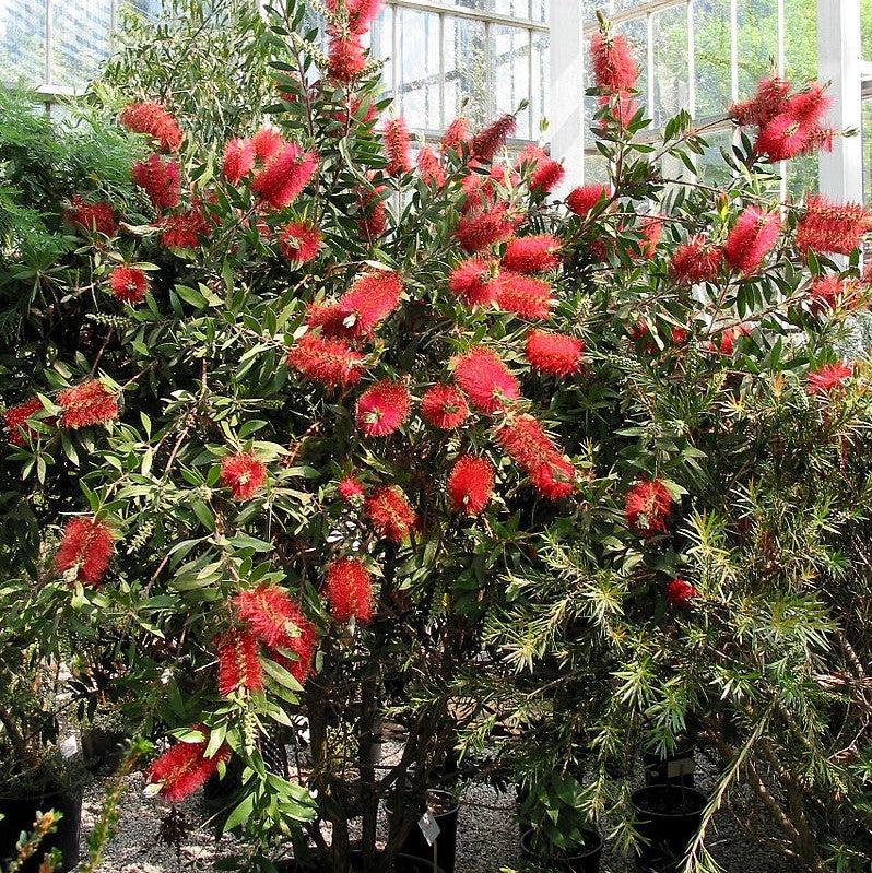 callistemon citrinus ~ Red Bottlebrush-ServeScape