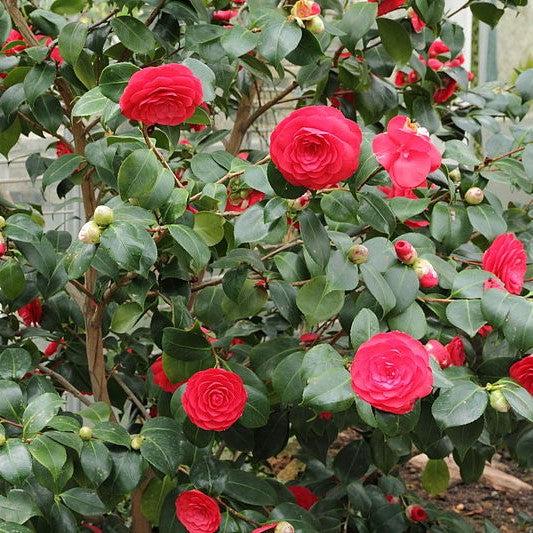 Camellia japonica 'C.M. Hovey' ~ C.M. Hovey Camellia-ServeScape