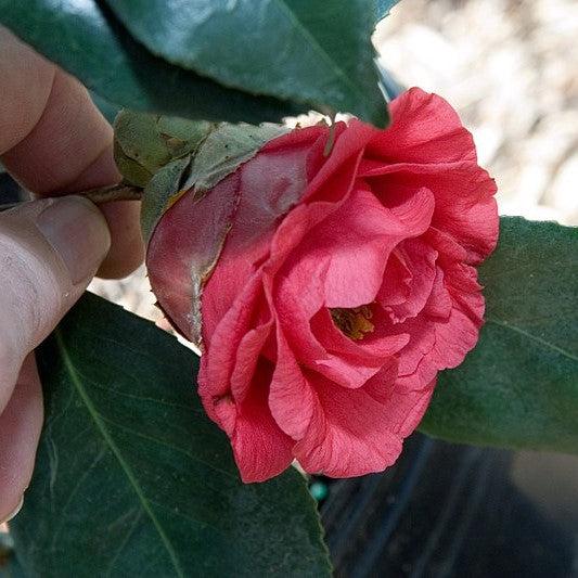 Camellia japonica 'R.L. Wheeler ' ~ R.L. Wheeler Camellia-ServeScape