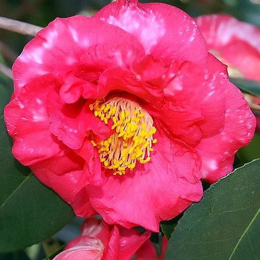 Camellia japonica 'R.L. Wheeler ' ~ R.L. Wheeler Camellia-ServeScape