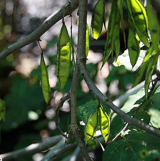 Cercis canadensis 'Covey' ~ Lavender Twist® Redbud-ServeScape