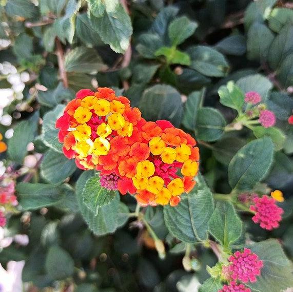 Lantana camara 'Carlos' ~ Carlos Lantana-ServeScape