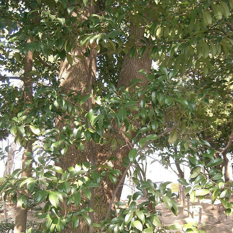 Cleyera japonica ~ Japanese Cleyera-ServeScape