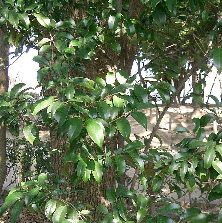 Cleyera japonica ~ Japanese Cleyera-ServeScape
