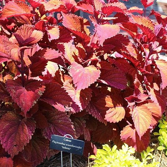 Solenostemon scutellarioides ‘UF13-26-7’ ~ Inferno Coleus-ServeScape