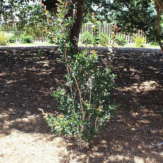 Lagerstroemia indica 'Centennial Spirit' ~ Centennial Spirit Crape Myrtle-ServeScape