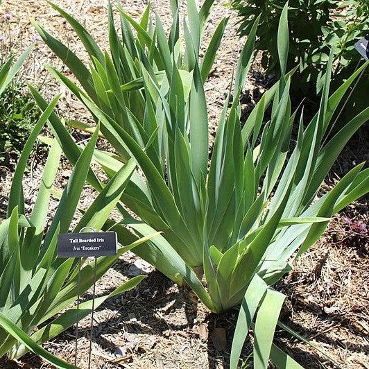Iris germanica 'Breakers' ~ Breakers Bearded Iris-ServeScape