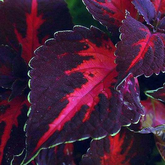 Solenostemon scutellarioides ‘Kingswood Torch’ ~ Kingswood Torch Coleus-ServeScape