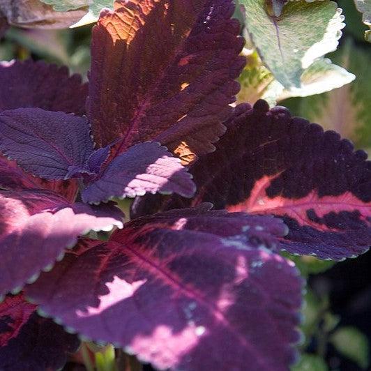 Solenostemon scutellarioides ‘Kingswood Torch’ ~ Kingswood Torch Coleus-ServeScape