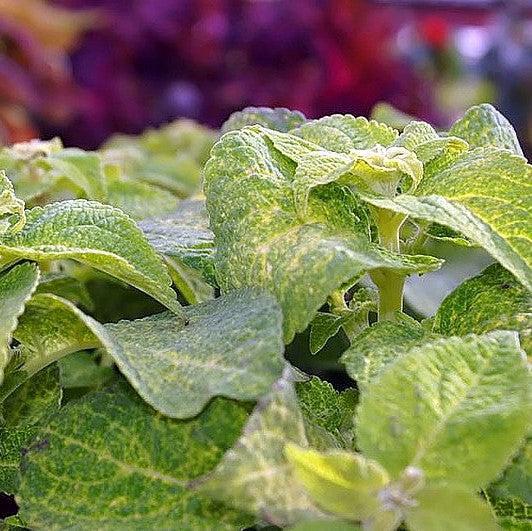 Solenostemon scutellarioides 'Lifelime’ ~ Lifelime Coleus-ServeScape