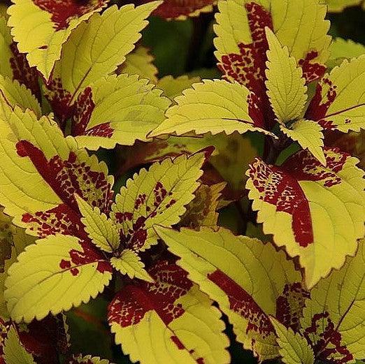 Solenostemon scutellarioides 'Pineapple’ ~ Pineapple Coleus-ServeScape