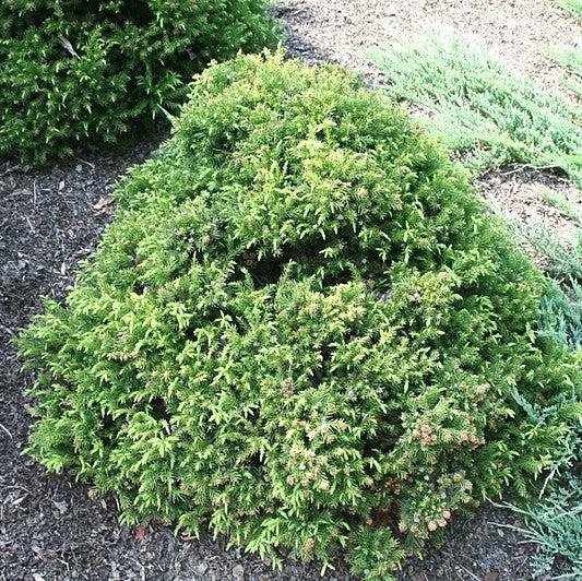 Cryptomeria japonica 'Elegans Nana' ~ Dwarf Elegans Japanese Cedar-ServeScape