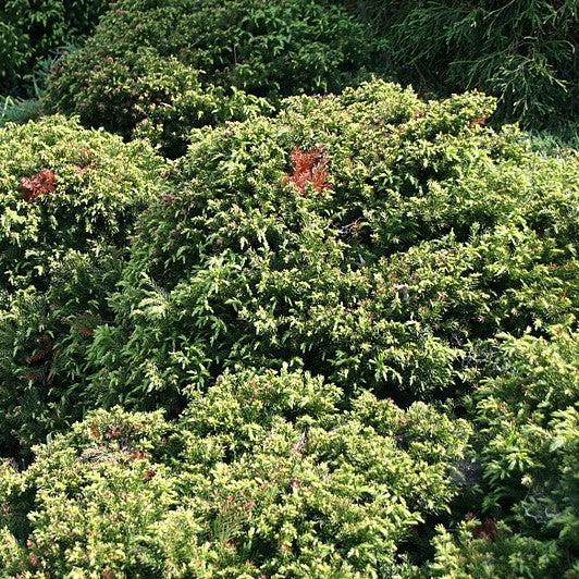 Cryptomeria japonica 'Elegans Nana' ~ Dwarf Elegans Japanese Cedar-ServeScape