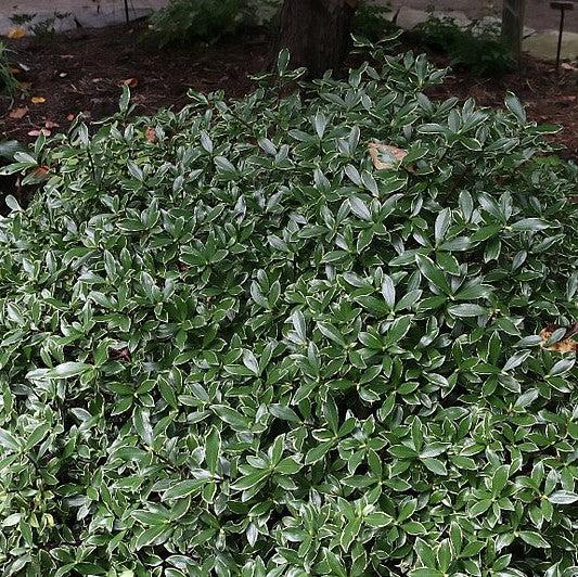 Daphne odora 'Aureomarginata' ~ Gold-Edged Winter Daphne-ServeScape