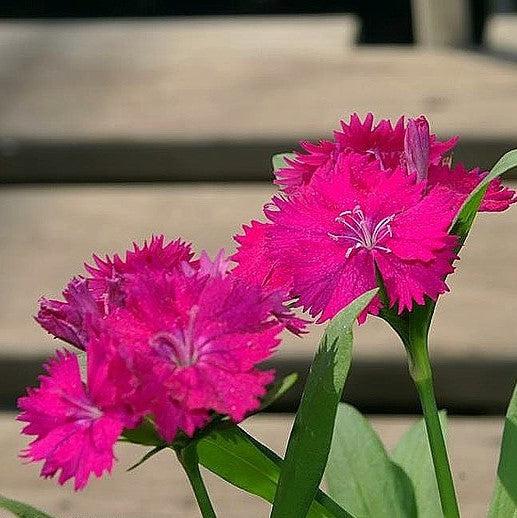 Dianthus 'Telstar Purple' ~ Telstar Purple Dianthus-ServeScape