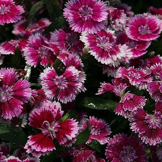 Dianthus 'Telstar Purple Picotee' ~Telstar™ Purple Picotee Dianthus-ServeScape