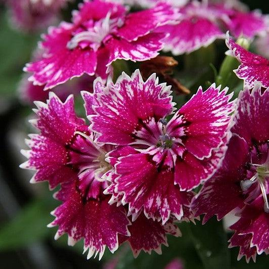 Dianthus 'Telstar Purple Picotee' ~Telstar™ Purple Picotee Dianthus-ServeScape