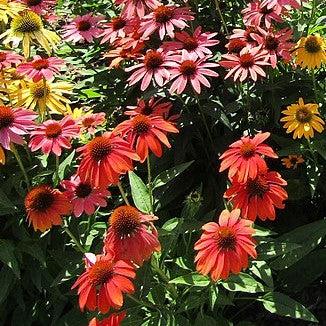 Echinacea 'Balsomcor' ~ Sombrero Poco™ Hot Coral Coneflower-ServeScape