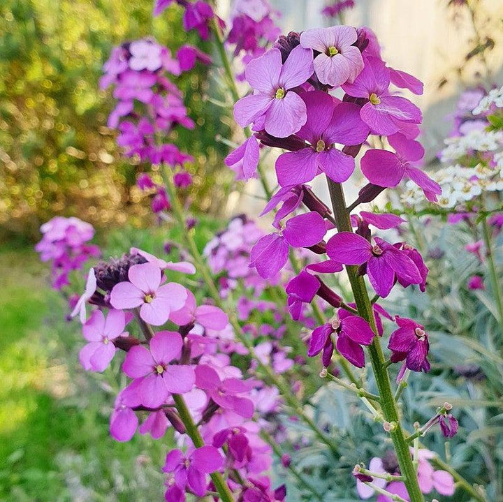 Erysimum 'Bowles's Mauve' ~ Bowles's Mauve Erysimum-ServeScape