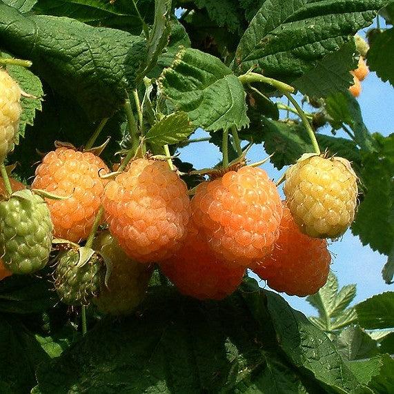 Rubus idaeus var. strigosus 'Fall Gold' ~ Fall Gold Everbearing Raspberry-ServeScape